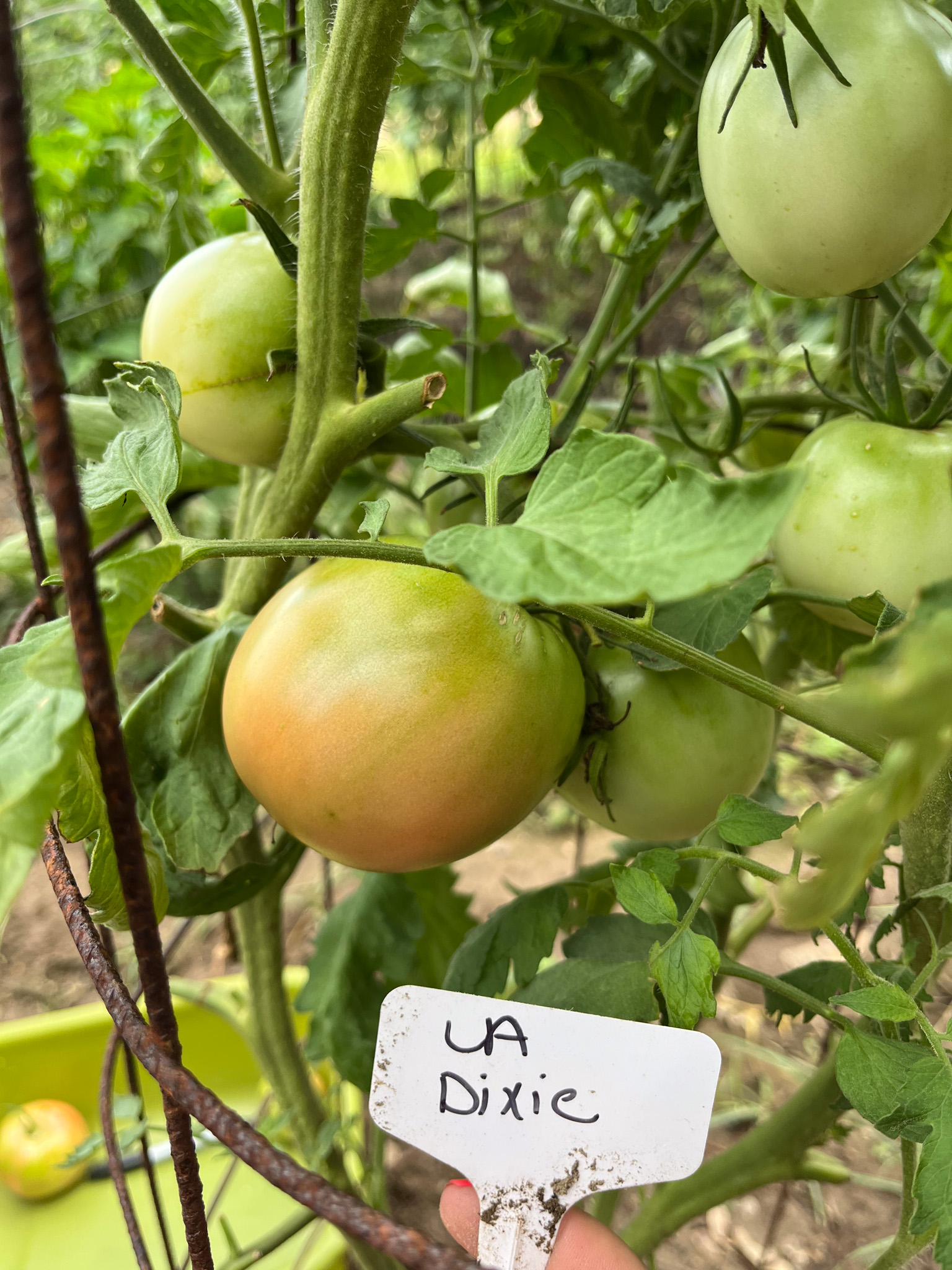 ‘Louisiana Dixie’